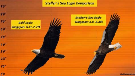 stellar sea eagle compared to bald eagle